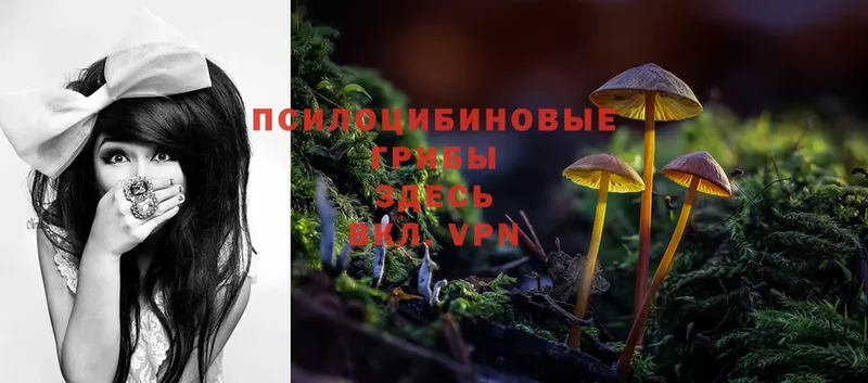 купить наркотик  Полярные Зори  blacksprut онион  Псилоцибиновые грибы Psilocybine cubensis 